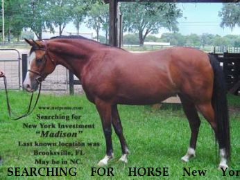SEARCHING FOR HORSE New York Investment , Near Ocala, FL, 00000